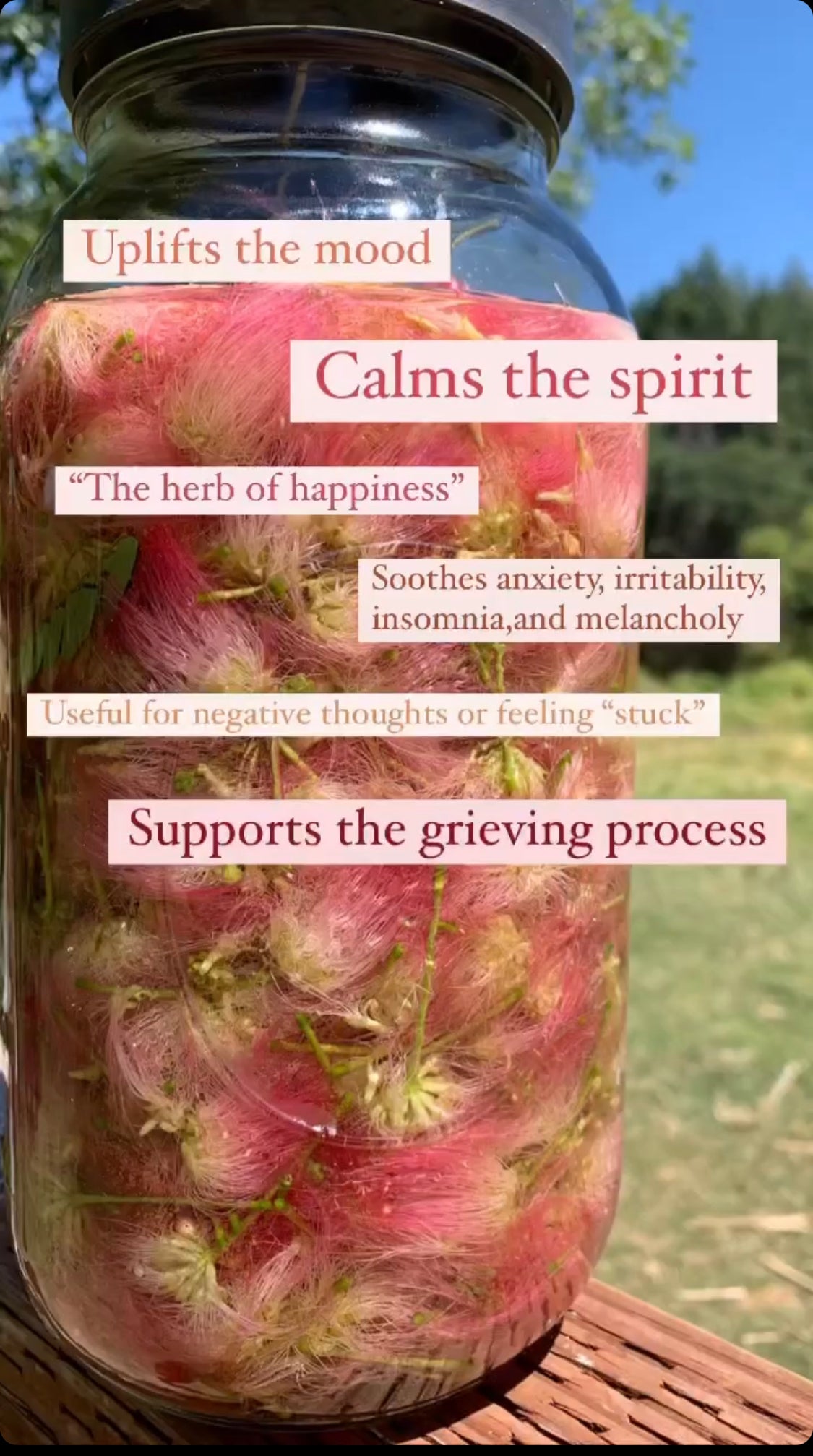 Mimosa Elixir~ Serenity & Stability