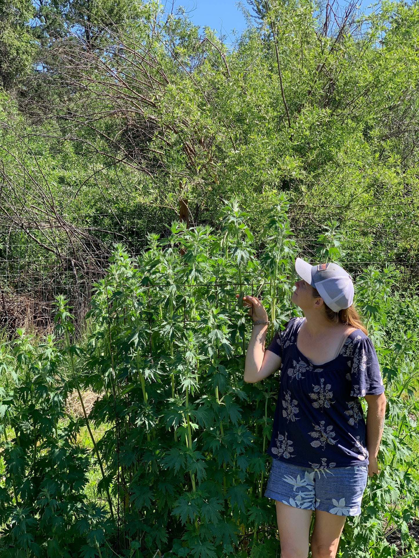 Motherwort Elixir