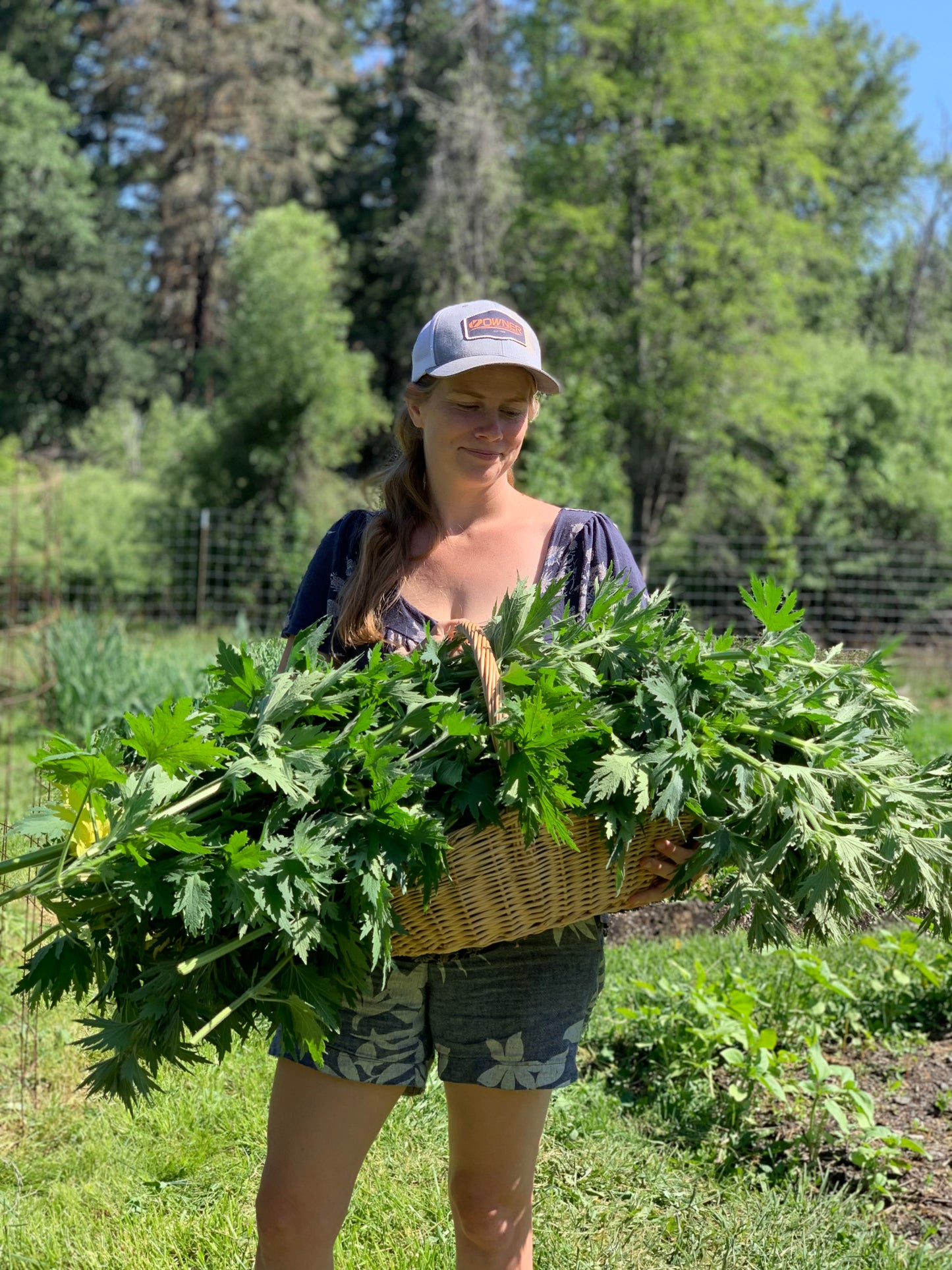 Motherwort Elixir